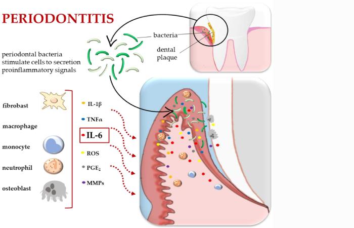 Biological Mechanisms Linking Oral and Systemic Health