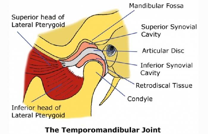 Understanding Temporomandibular Joint Disorder (TMD)