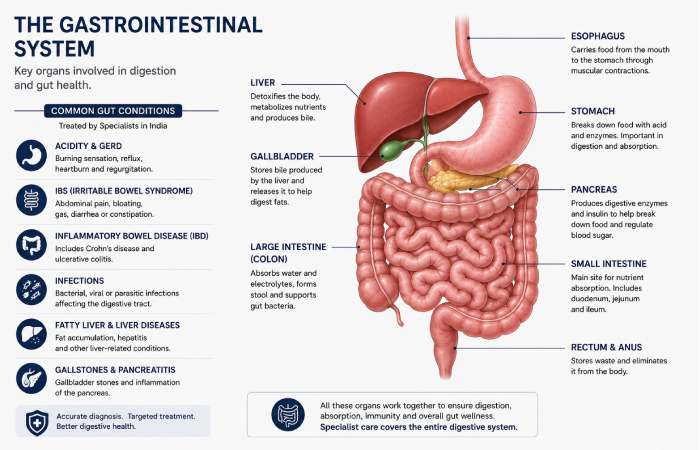 Diagram of the human gastrointestinal tract highlighting key areas affected by common gut conditions in India